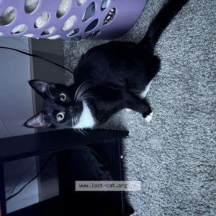 Photo 1/1 Toby Chat perdu à Tampa