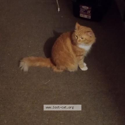 Photo 1/1 Bubba's Chat perdu à Springfield