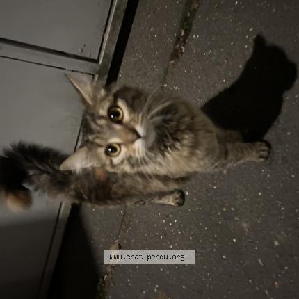 Photo 1/1 Chat retrouvé Trouvé à Asnieres Sur Seine