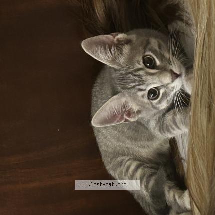 Photo 1/1 Sherman Chat perdu à Austin