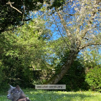 Photo 1/1 Zouzou Chat perdu à Craponne