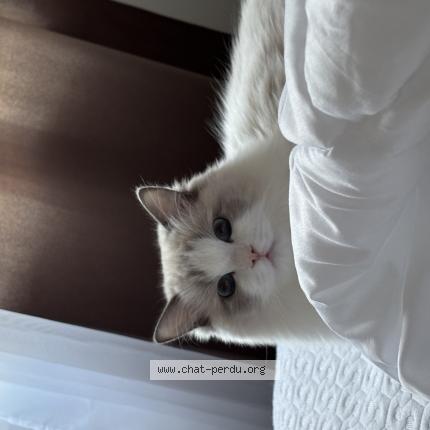 Photo 1/1 Plusha Chat perdu à Sherbrooke