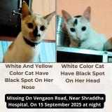 Photo de chat perdu à Karjat