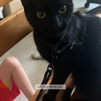 Photo 1/1 Yoshi Chat perdu à Pont du casse