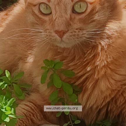 Photo 1/1 LAËTITIA BAHON Chat perdu à Perpignan