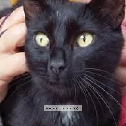 Photo 1/1 Chat retrouvé Perdu à Ombret amay