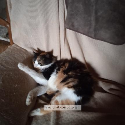 Photo 1/1 MOUSSE Chat perdu à Gaillac