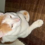 Photo de chat perdu à Virar