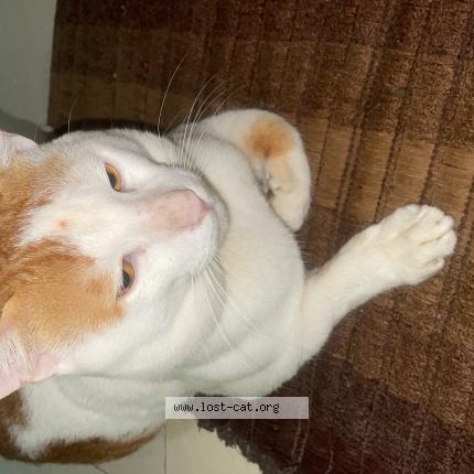 Photo 1/1 mikuu Chat perdu à Virar