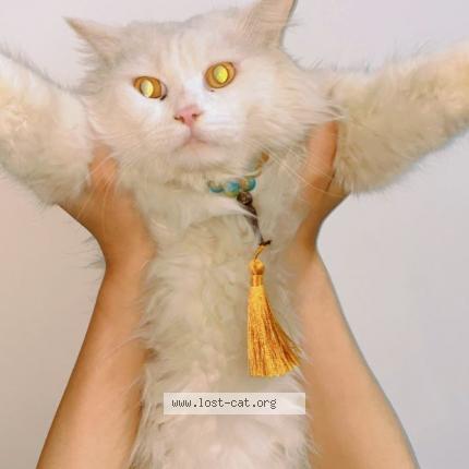 Photo 1/1 Milky Chat perdu à Gujranwala