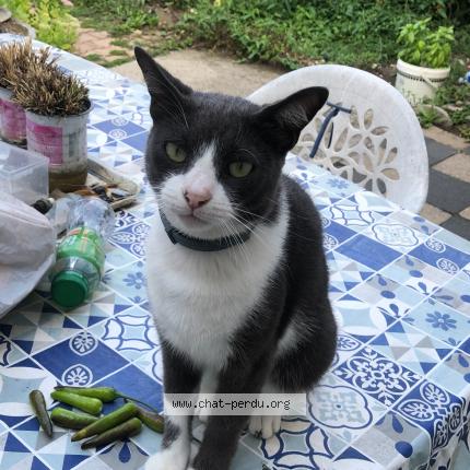 Photo 1/1 Masal Chat perdu à Bourgoin jallieu
