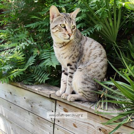 Photo 1/1 Achille Chat perdu à Tourcoing