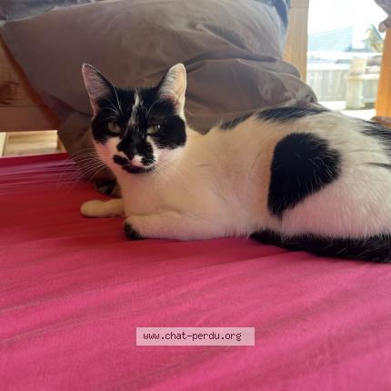 Photo 1/1 PIZZA Chat perdu à Les adrets