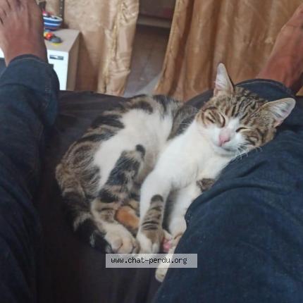 Photo 1/1 Chat retrouvé Perdu à Senia