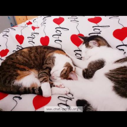 Photo 1/1 Mia Chat perdu à Ouveillan