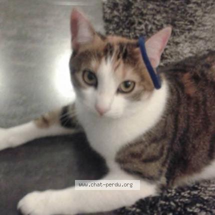 Photo 1/1 Mia Chat perdu à Ouveillan