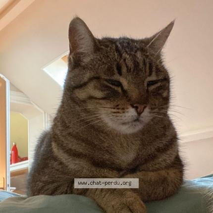 Photo 1/1 tIGRIS Chat perdu à Coutras