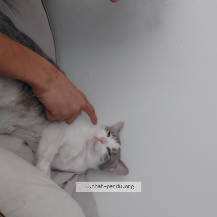 Photo 1/1 Princesse Chat perdu à Montreal