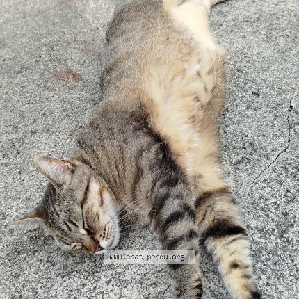 Photo 1/1 Pop Chat perdu à Rive de gier