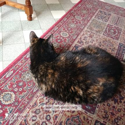 Photo de chat perdu à Douai