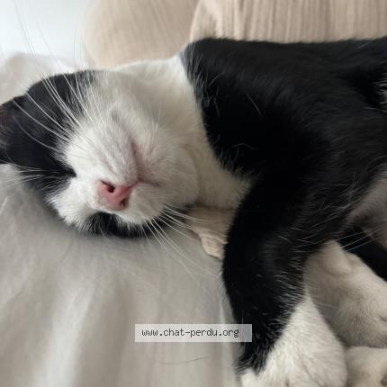 Photo 1/1 Raoul Chat perdu à Lille