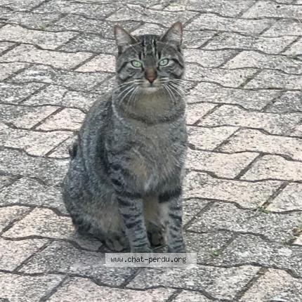 Photo 1/1 Chat retrouvé Perdu à Grigny