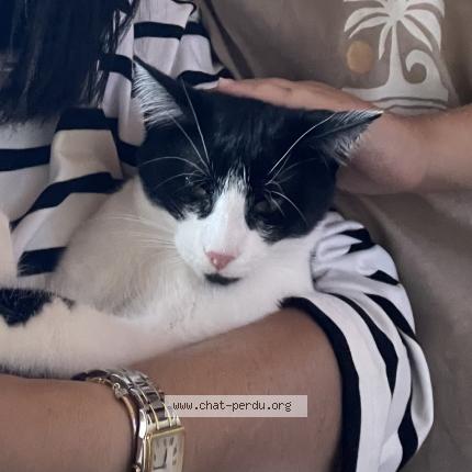 Photo 1/1 Minouche Chat perdu à Brumath