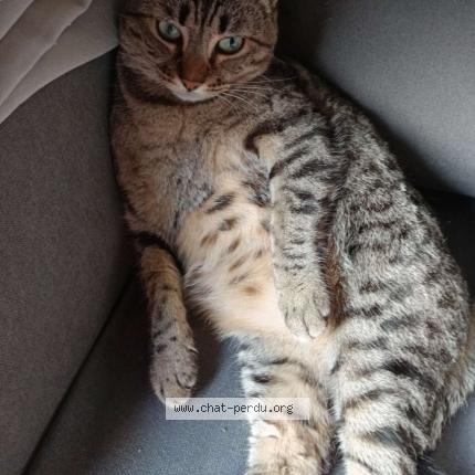 Photo 1/1 Chat retrouvé Perdu à Parentis en born