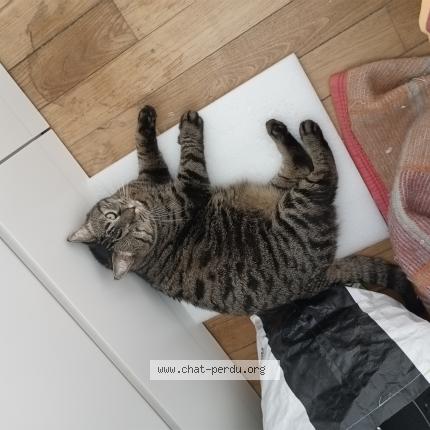 Photo de chat perdu à Caen