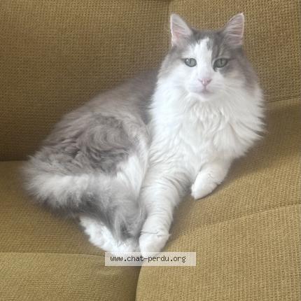 Photo 1/1 Crebis Chat perdu à Port vendres