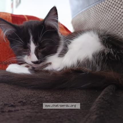 Photo 1/1 Oréo Chat perdu à Les eparres