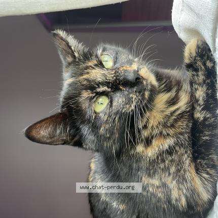 Photo 1/1 Chat retrouvé Perdu à Toulouse