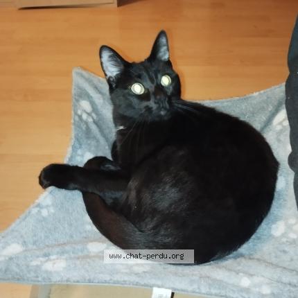 Photo 1/1 Oliver Chat perdu à Annecy