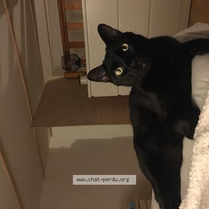 Photo 1/1 Salem Chat perdu à Narbonne