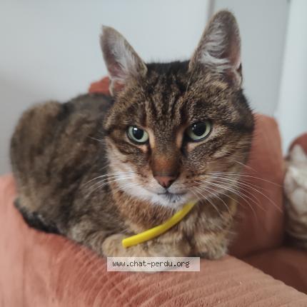 Photo 1/1 Chat trouvé Trouvé à Cambrai