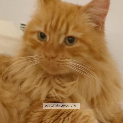 Photo 1/1 Tyrion Chat perdu à Izon