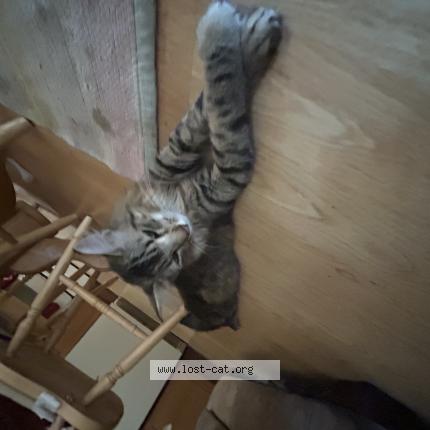 Photo 1/1 Cookie Chat perdu à Thornton