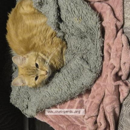 Photo 1/1 Chat trouvé Trouvé à Tourcoing