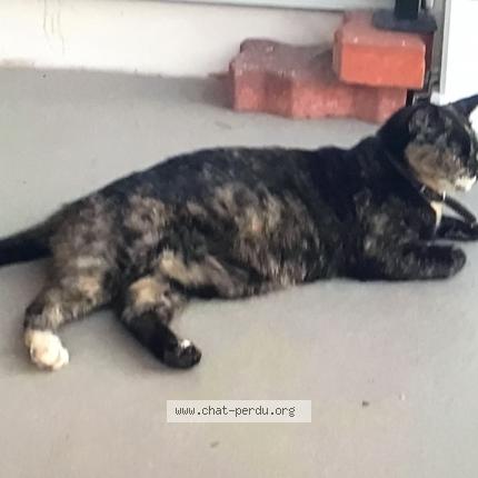 Photo 1/1 Minoune Kitty Chat perdu à Fabreville laval