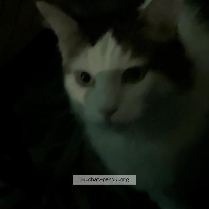Photo 1/1 Chat retrouvé Perdu à Thenezay