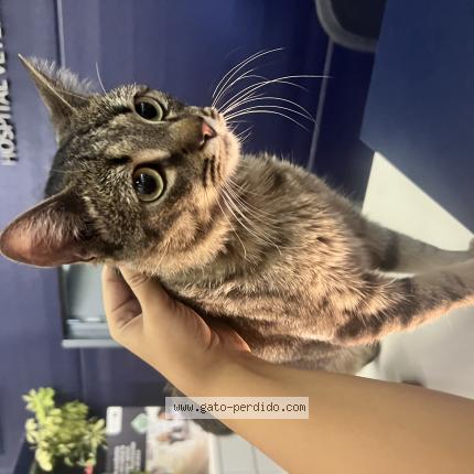 Photo 1/1 Chat trouvé Trouvé à Fuenlabrada