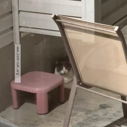 Photo 1/1 Chat trouvé Trouvé à Mason