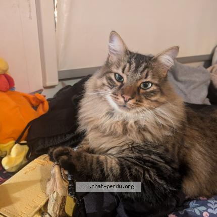 Photo 1/1 Sirius Chat perdu à Marseille