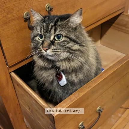 Photo 1/1 Noumi Chat perdu à Montreal