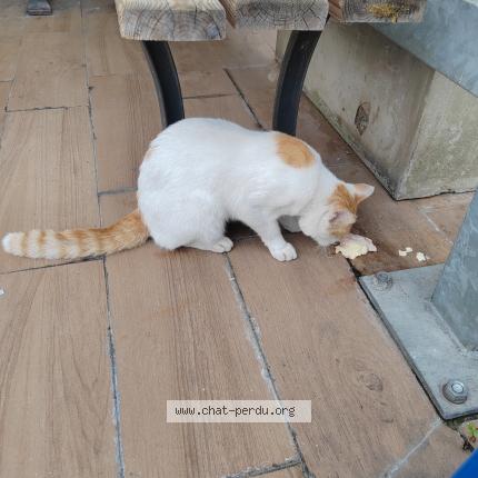Photo 1/1 Chat trouvé Trouvé à Lompret