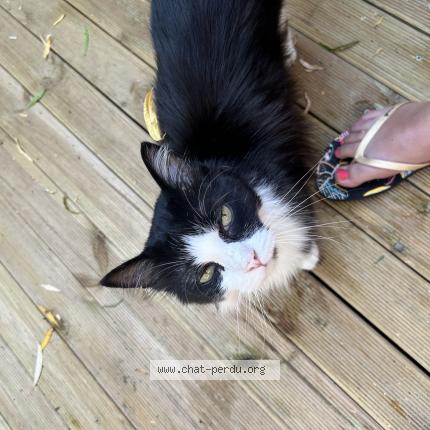 Photo 1/1 Roméo Chat perdu à Nesles la vallee