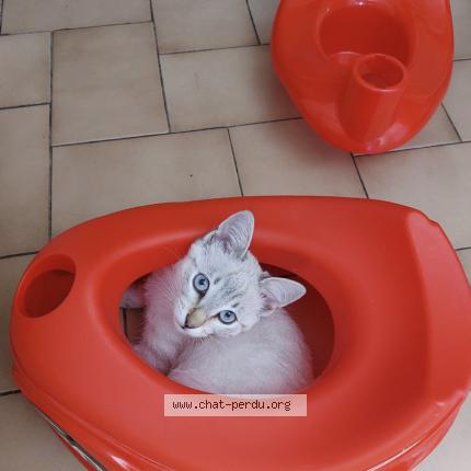 Photo 1/1 Lili Chat perdu à Megeve