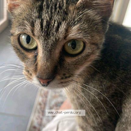 Photo 1/1 Marguerite Chat perdu à La rochelle