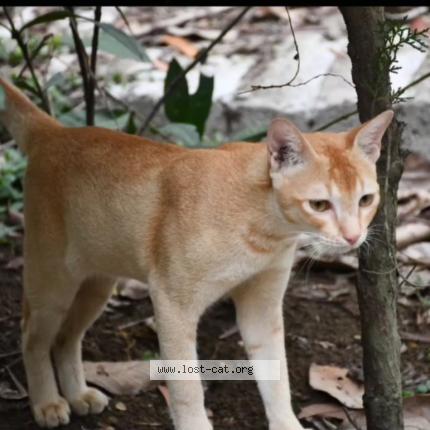 Photo 1/1 Kutuu Chat perdu à Bhadrak pirahat