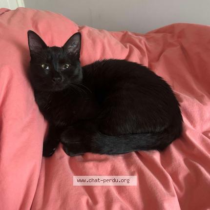 Photo 1/1 LOKY Chat perdu à Questembert